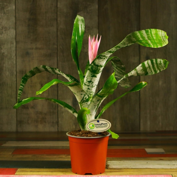 Сансевиерия зейланика