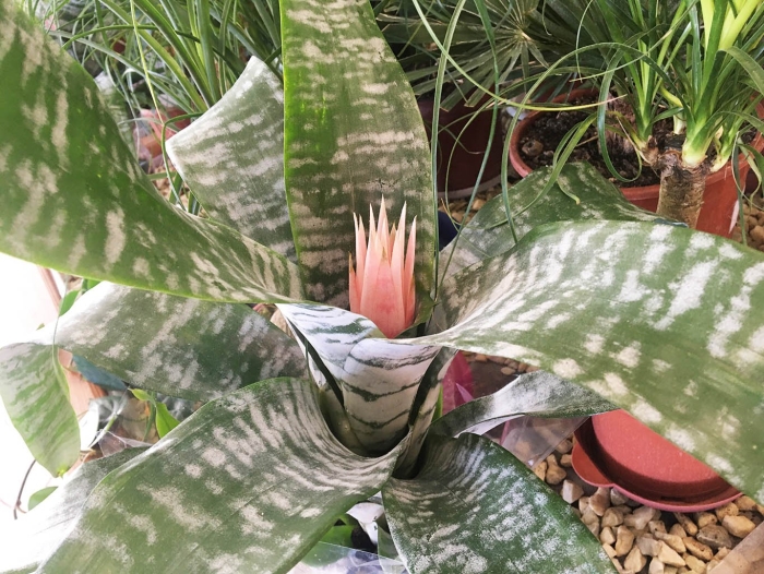 Эхмея полосатая