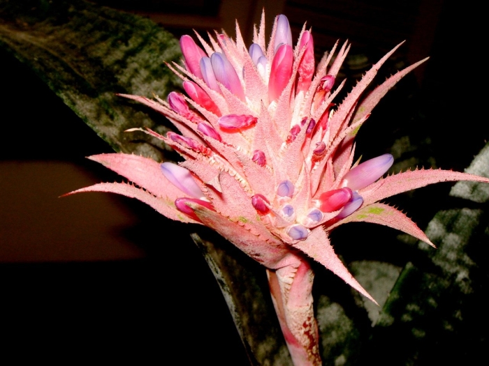 Семейство бромелиевые