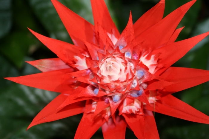 Бромелиевые растения