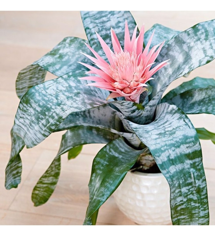 Эхмея шантина