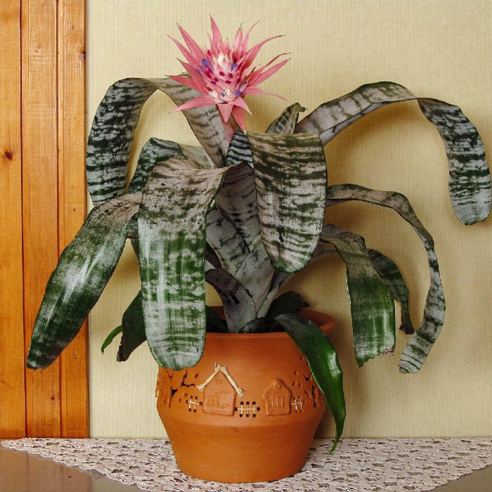 Бромелиевые эхмея