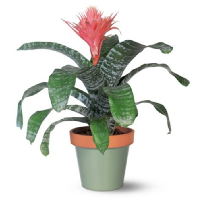 Эхмея fasciata primera