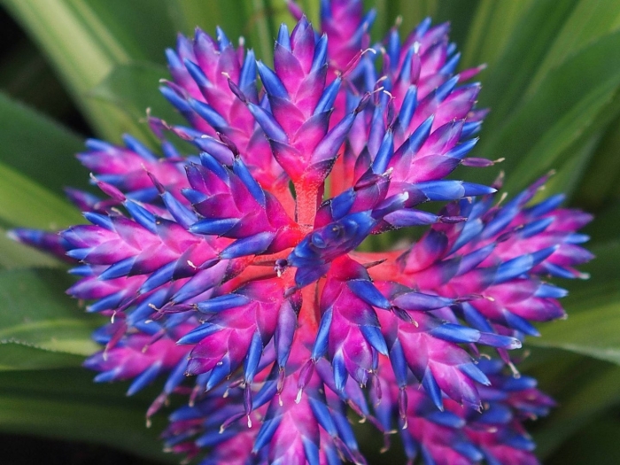 Бромелия цветок