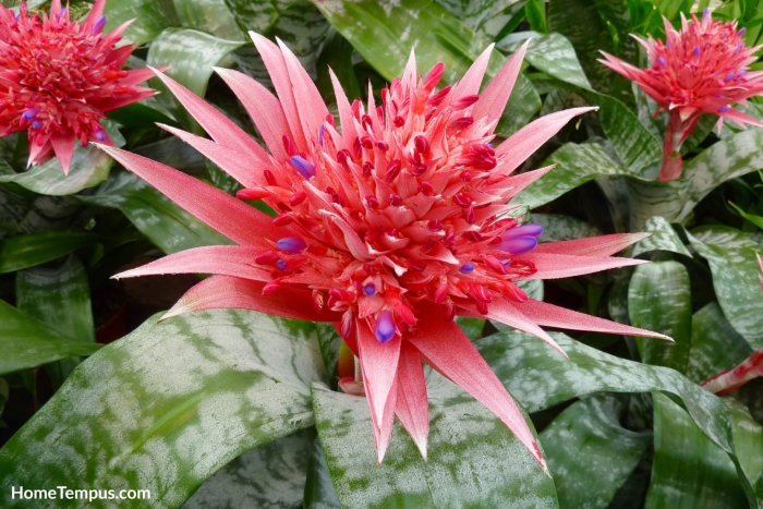 Цветок эхмея