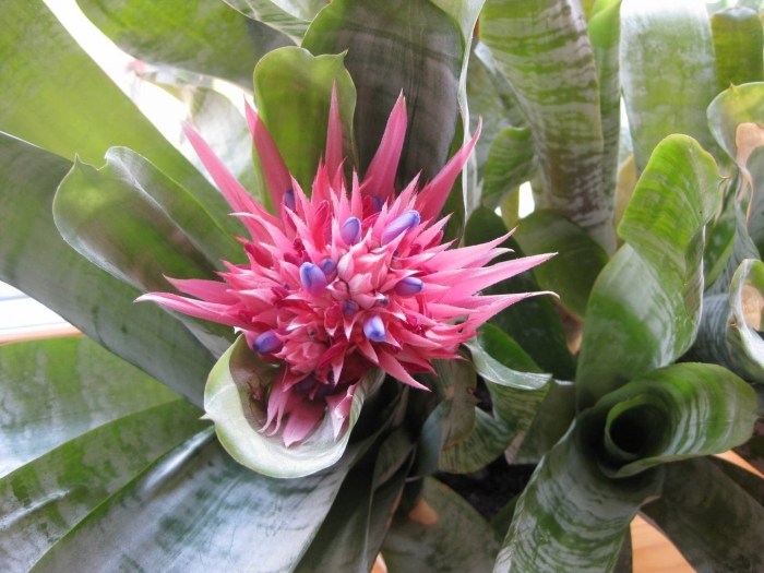 Эхмея полосатая