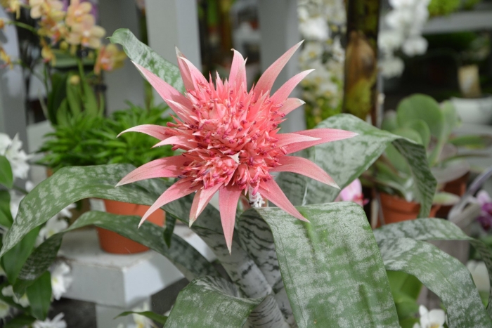 Эхмея вайльбаха