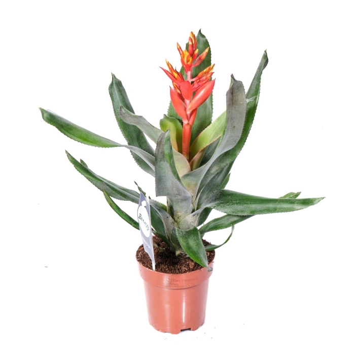 Гузмания калипсо