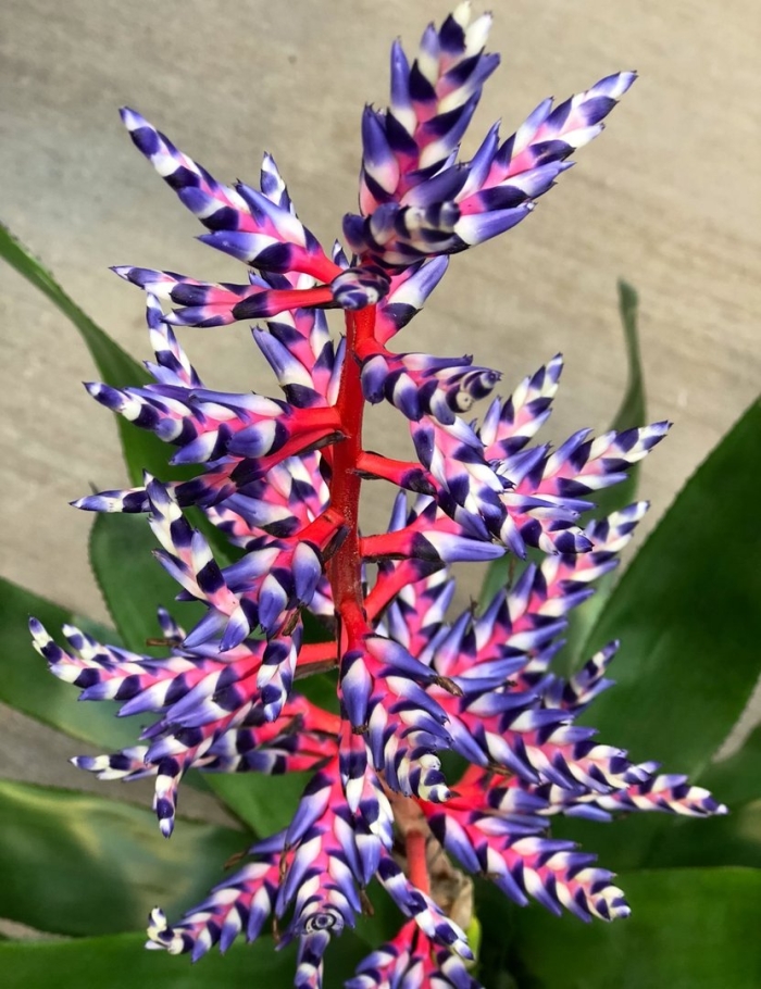 Эхмея вайльбаха