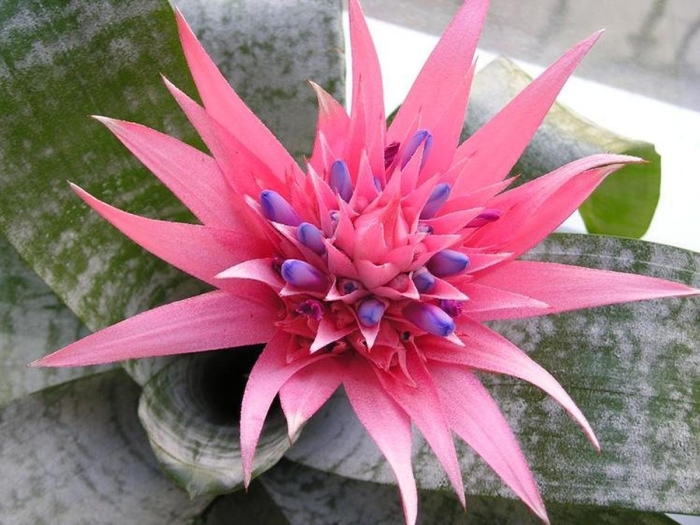 Цветок эхмея