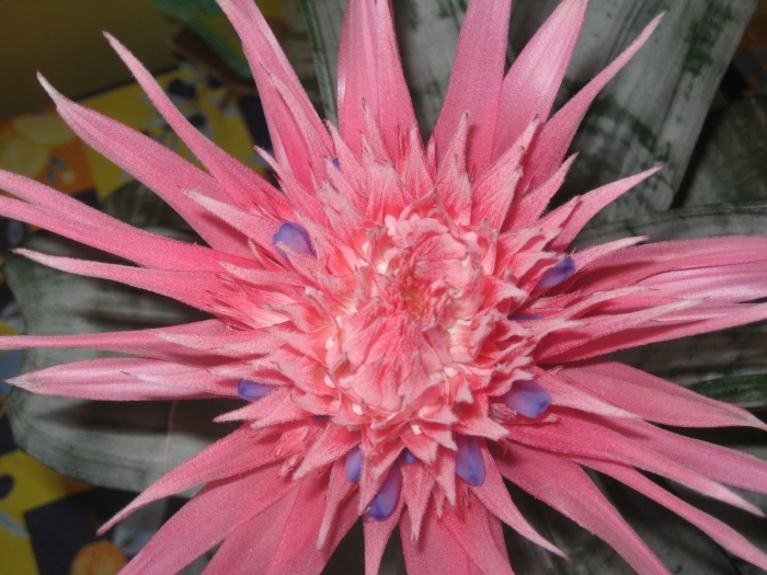 Бромелия эхмея