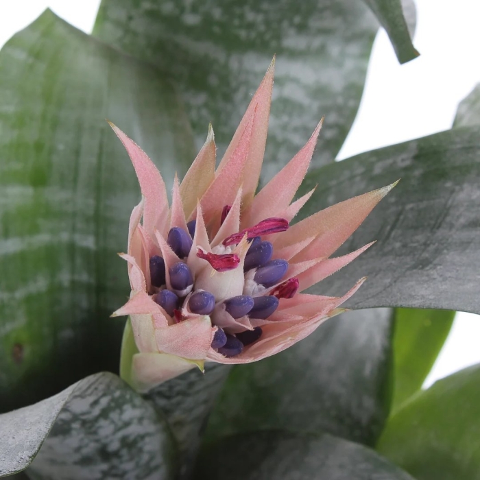 Эхмея fasciata primera