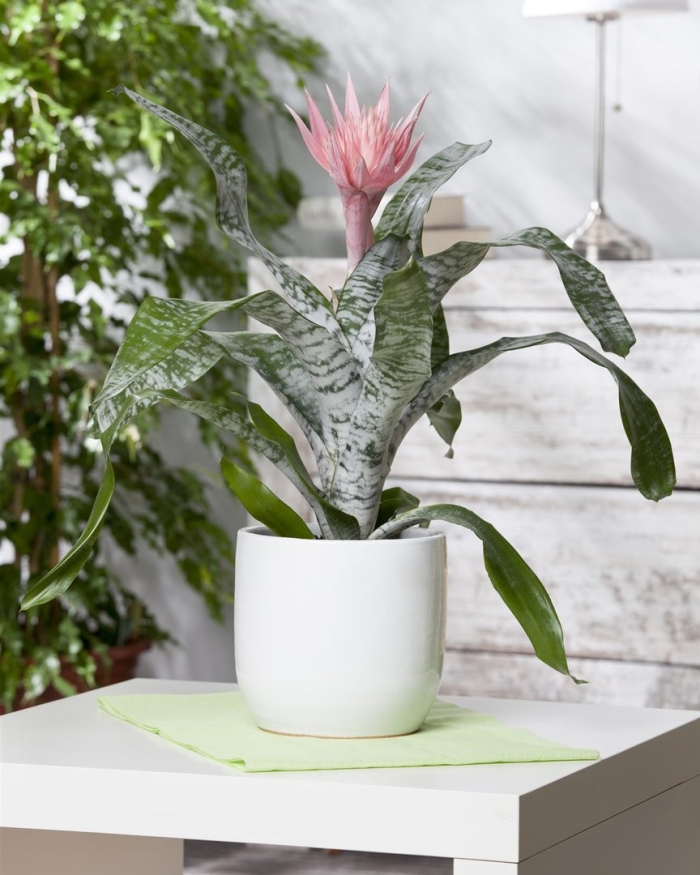 Эхмея fasciata primera