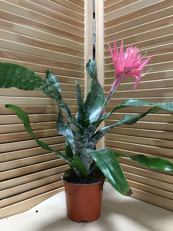 Эхмея fasciata primera