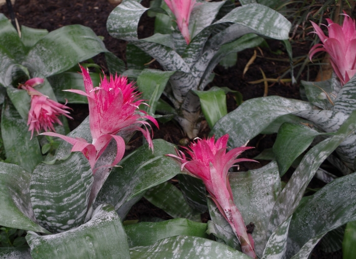 Aechmea fasciata