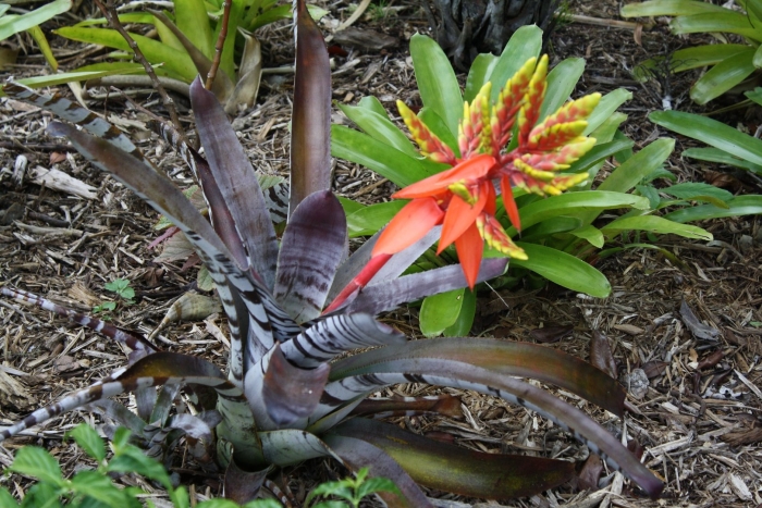 Aechmea chantinii