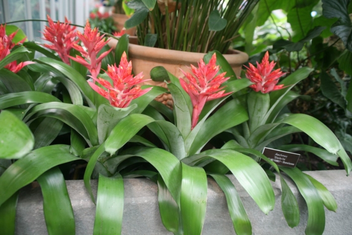 Вриезия splenriet