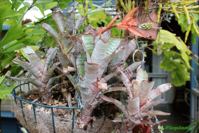 Aechmea phanerophlebia