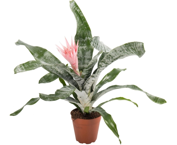 Эхмея вариегата