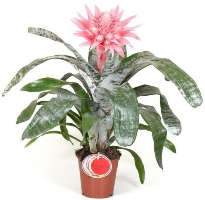 Эхмея фасциата