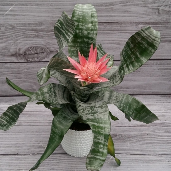 Цветок эхмея