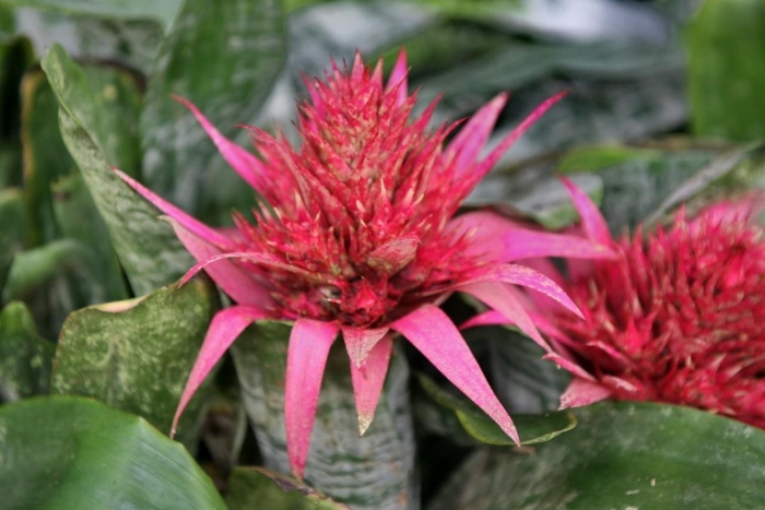 Эхмея полосатая aechmea fasciata