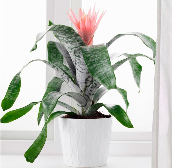 Эхмея fasciata primera