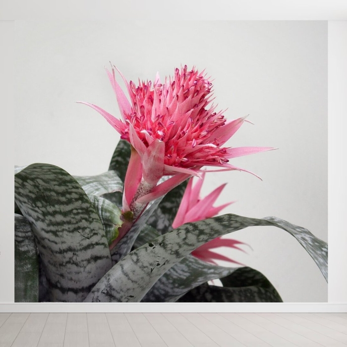 Эхмея вайльбаха