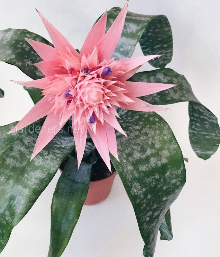 Эхмея полосатая