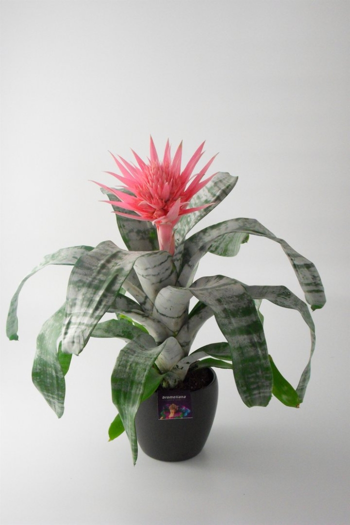 Бромелиевые эхмея