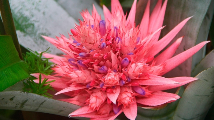 Бромелия эхмея