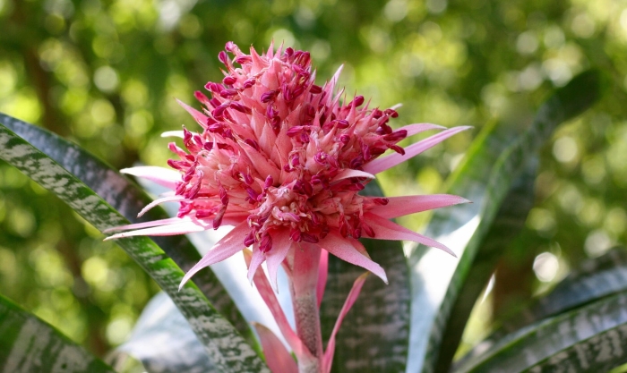 Эхмея fasciata primera