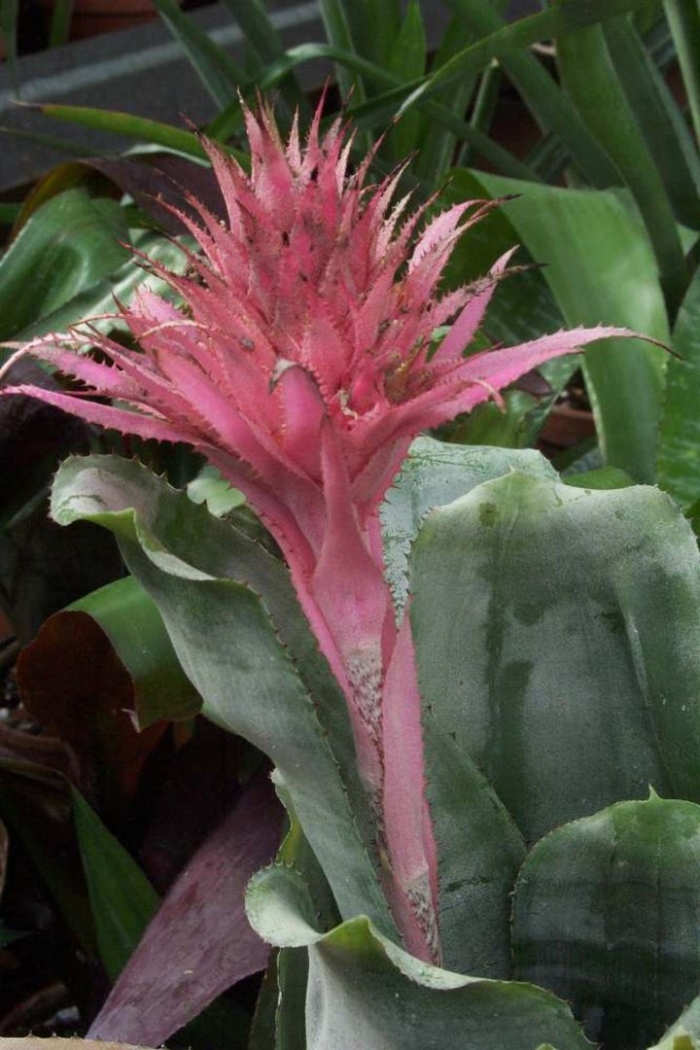 Бромелиевые эхмея