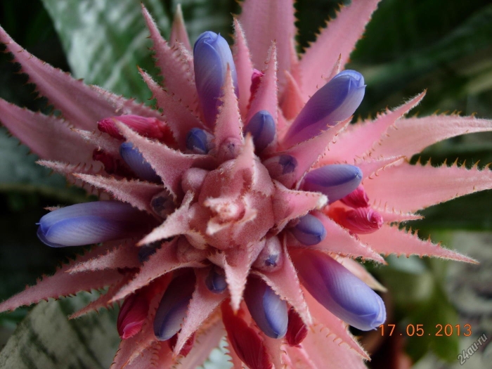 Эхмея полосатая