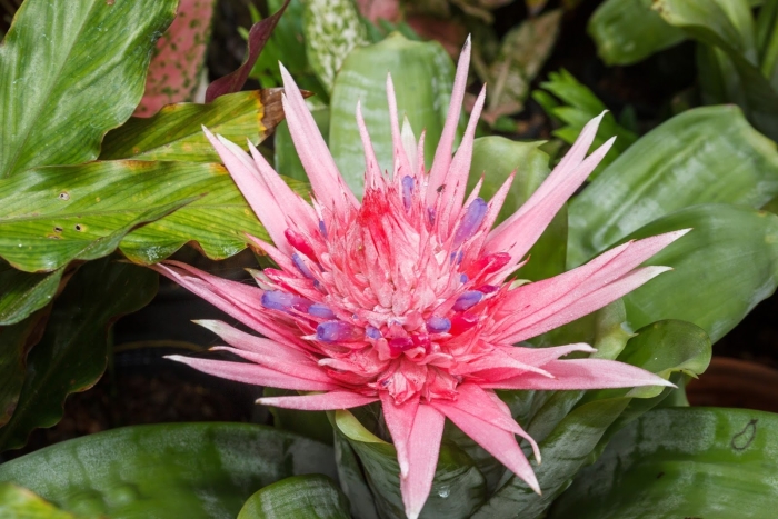 Эхмея полосатая aechmea fasciata