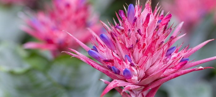 Эхмея фасциата