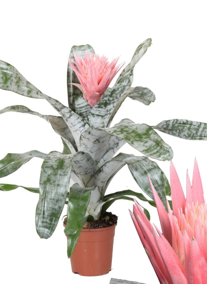 Эхмея fasciata primera