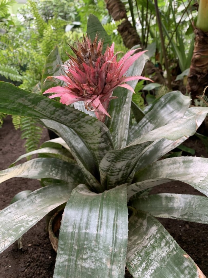 Эхмея полосатая