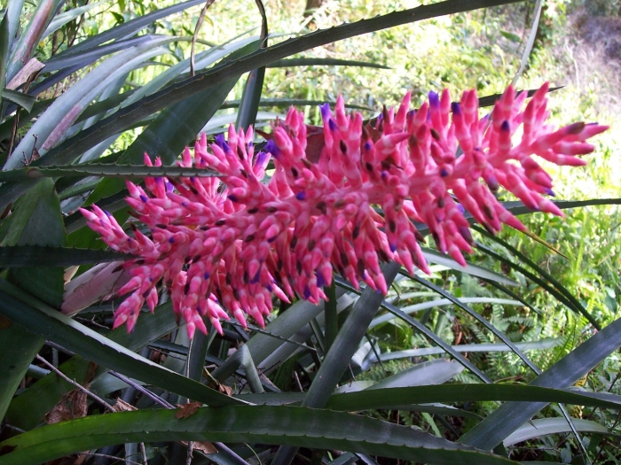 Aechmea distichantha