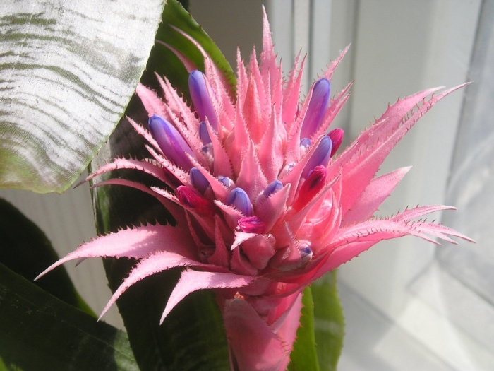 Цветок эхмея