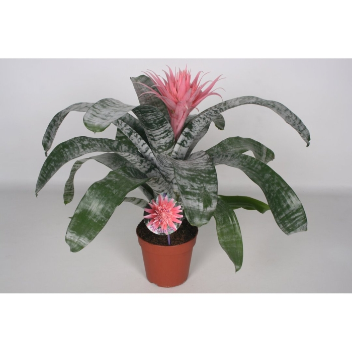 Бромелиевые эхмея