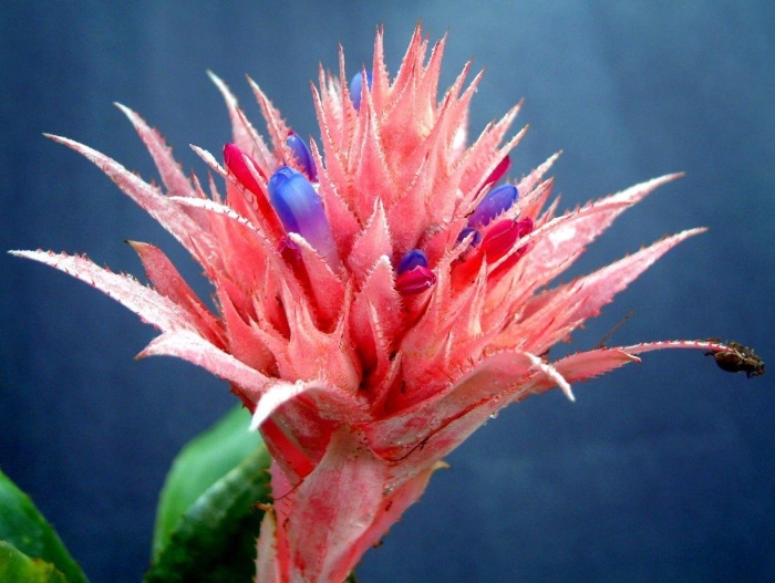 Эхмея моргана