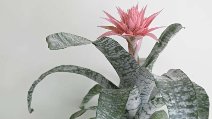 Aechmea fasciata