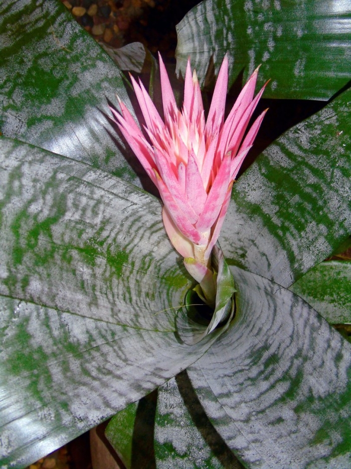 Эхмея вайльбаха