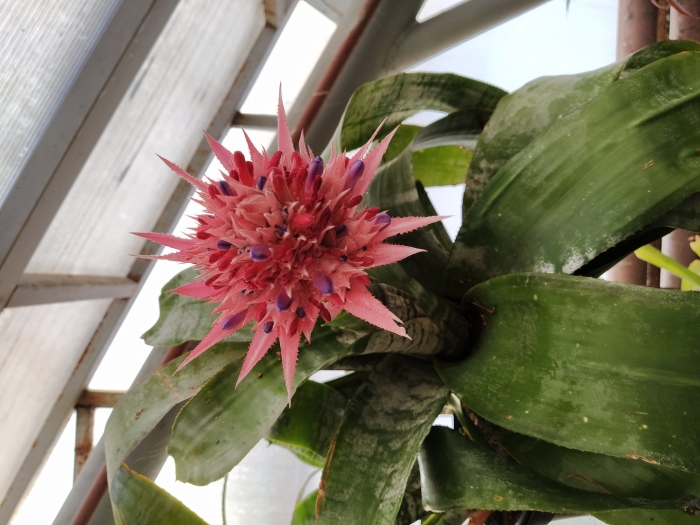 Aechmea lueddemanniana
