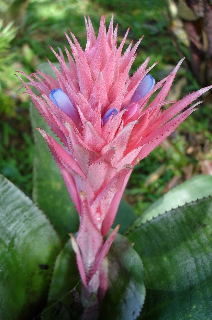 Эхмея полосатая aechmea fasciata