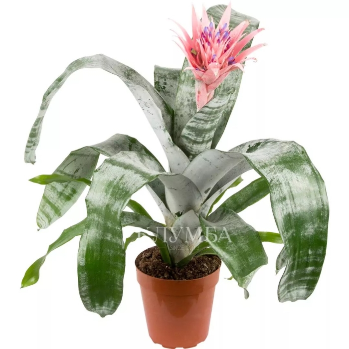 Эхмея полосатая