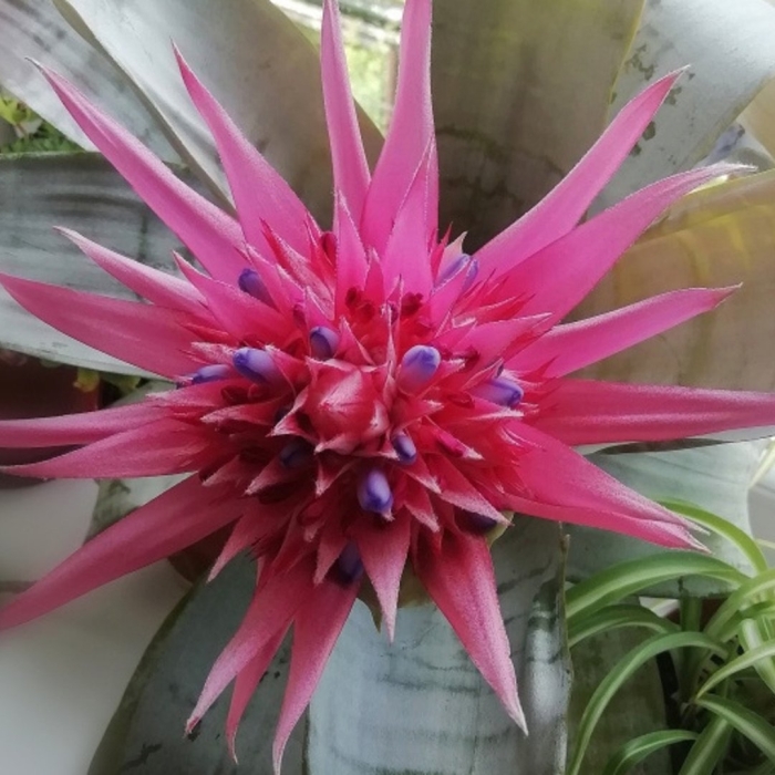 Эхмея полосатая