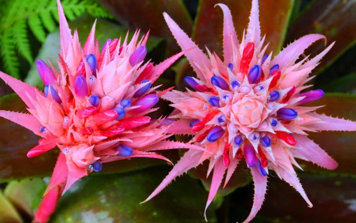 Цветок эхмея