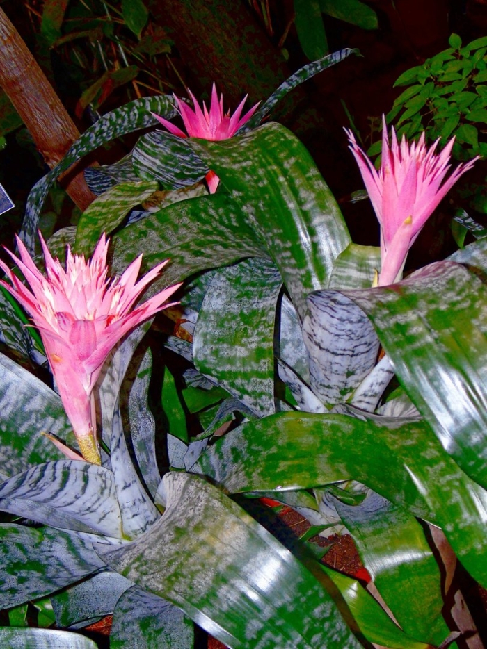 Эхмея полосатая